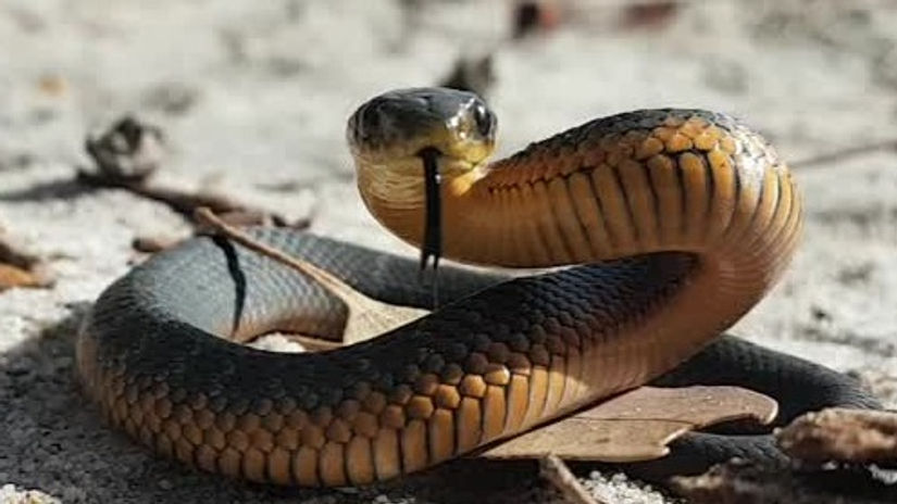 Snake Avoidance